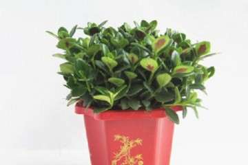 观赏草盆栽与理想种的关联分析 图片