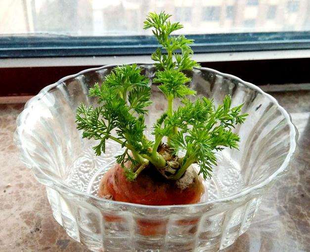 樱桃萝卜盆栽发芽情况和生长指标的测定