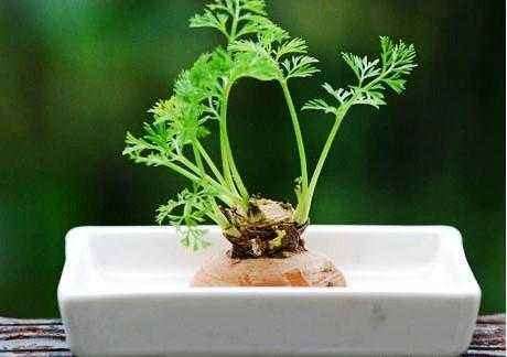 樱桃萝卜盆栽发芽情况和生长指标的测定