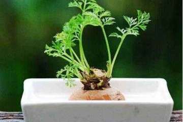 樱桃萝卜盆栽发芽情况和生长指标的测定