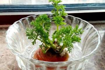 腐殖酸对盆栽萝卜发芽和生长的影响