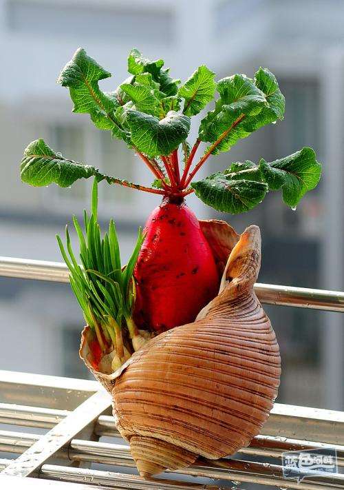 腐殖酸施用方式对萝卜盆栽质量的影响