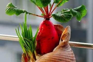 腐殖酸施用方式对萝卜盆栽质量的影响