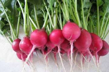 腐殖酸对樱桃萝卜盆栽有什么影响