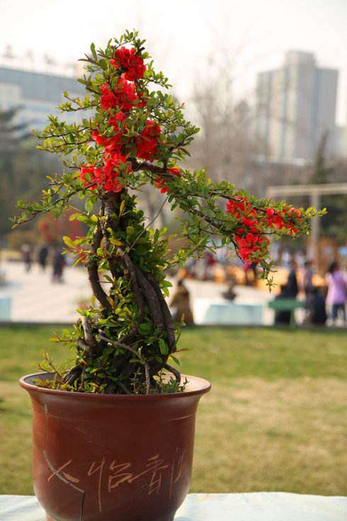 富贵王子海棠盆栽矮化苗木培育技术