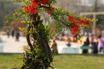 富贵王子海棠盆栽矮化苗木培育技术