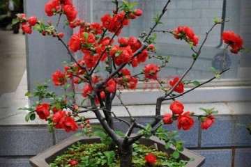 富贵海棠盆栽怎么嫁接的4个方法 图片