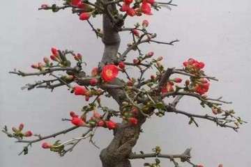 海棠盆栽矮化中间怎么砧嫁接培育 图片