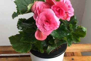 海棠盆栽怎么上盆浇水的方法 图片