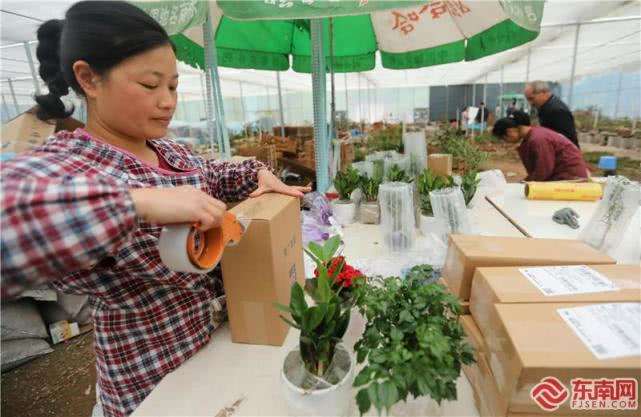 连城县盆景月销量8500单 图片