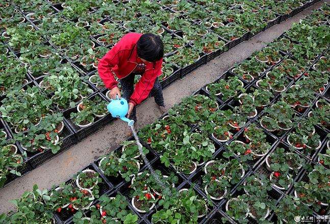 枣庄农民靠种植草莓盆景致富 图片