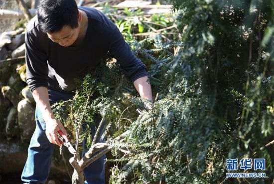浙江大学毕业后返乡盆景创业 可以吗