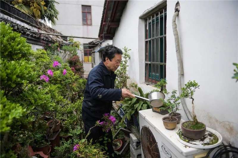 嘉定达人 制作大量盆景 怎么样 图片