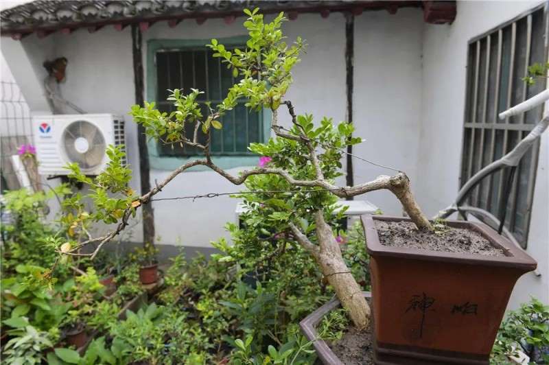 嘉定达人 制作大量盆景 怎么样 图片