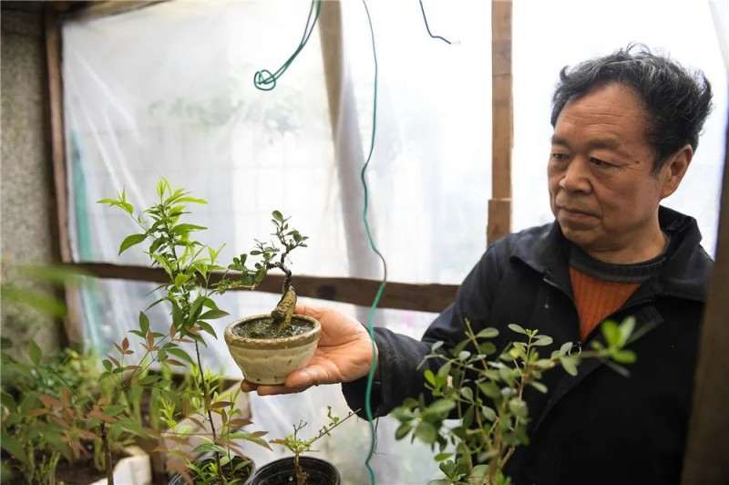 嘉定达人 制作大量盆景 怎么样 图片