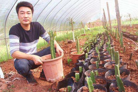 泸州卖火龙果盆景年收入2万元 图片