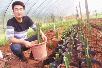 泸州卖火龙果盆景年收入2万元 图片