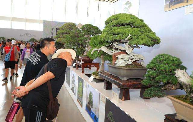 北京世园会国际盆景竞赛 图片
