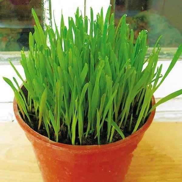 改性凹凸棒土添加对盆栽小麦植株重金属的影响