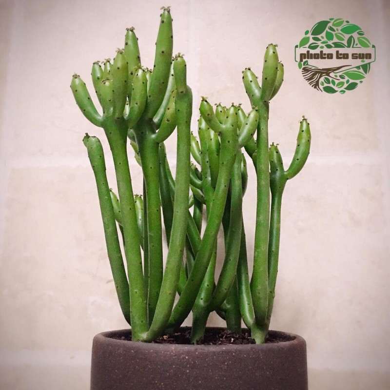 植物生长延缓剂对膨珊瑚多肉株高的影响