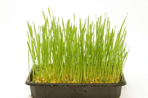 纤维素对小麦盆栽株高促进有4个作用