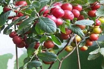 钙果欧李盆栽怎么上盆栽种的技术