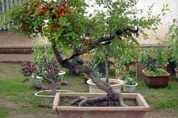 钙果盆栽怎么整形修剪的方法 图片