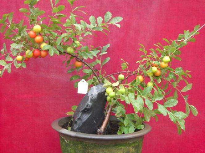 钙果盆栽怎么日常养护的5个事项 图片