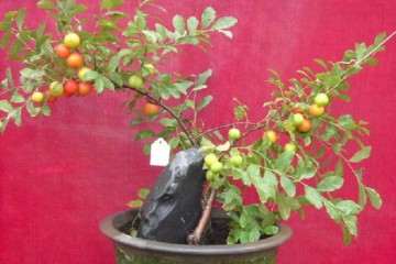 钙果盆栽怎么日常养护的5个事项 图片