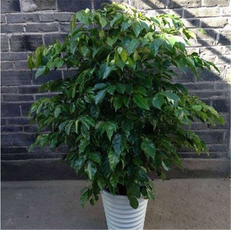 干旱影响下盆栽青海冷地早熟禾中矿物元素研究