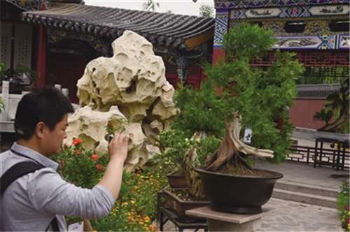 干旱影响下盆栽青海冷地早熟禾中矿物元素研究