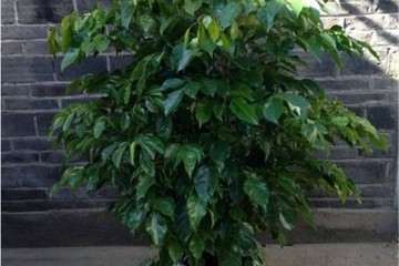 干旱影响下盆栽青海冷地早熟禾中矿物元素研究