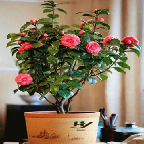 西宁干旱和水胁迫对盆栽有什么影响