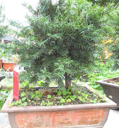 西宁干旱和水胁迫对盆栽有什么影响