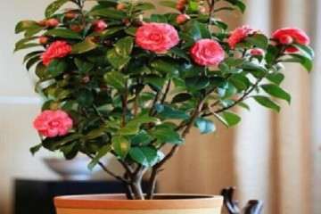 西宁干旱和水胁迫对盆栽有什么影响