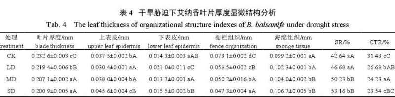 不同干旱胁迫处理对艾纳香盆栽叶片的影响