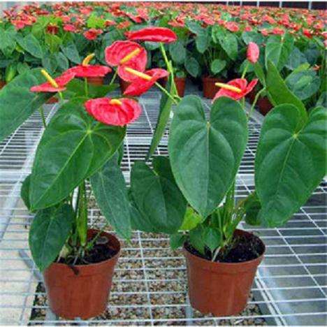 高温胁迫下三种盆栽红掌的生理响应研究