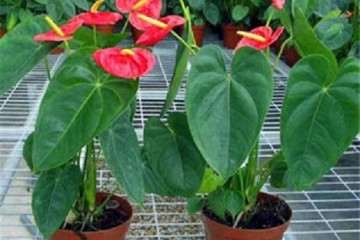 高温胁迫下三种盆栽红掌的生理响应研究