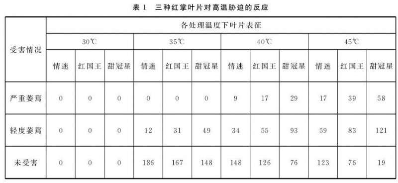 3种红掌盆栽叶片对高温胁迫的反应 图片