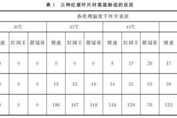 3种红掌盆栽叶片对高温胁迫的反应 图片