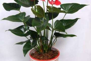 高温对红掌盆栽叶片细胞膜热稳定性的影响