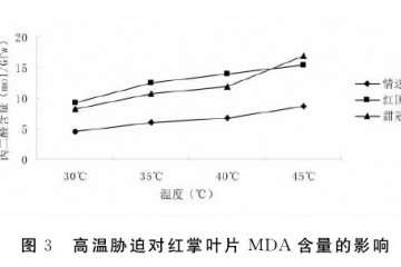 高温胁迫对红掌盆栽叶片ＭＤＡ含量的影响