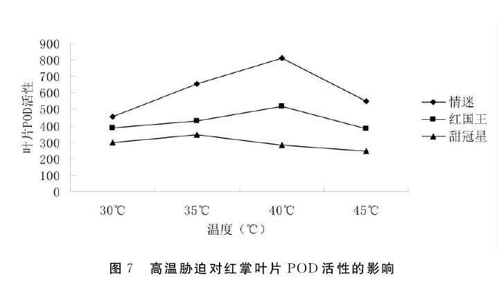 不同高温对盆栽红掌叶片sod活性的影响