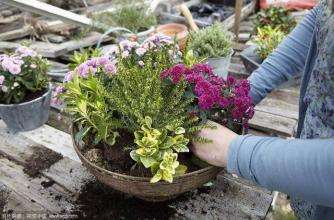 镉低积累药用植物盆栽及大田筛选试验