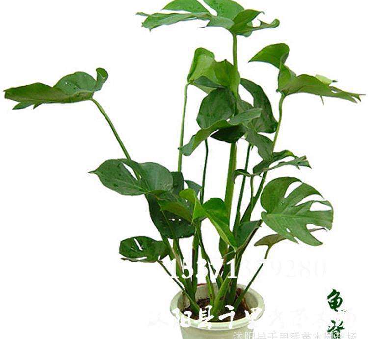 镉低积累药用植物盆栽及大田筛选试验