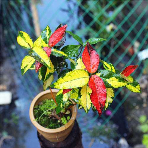 镉低积累药用植物盆栽及大田筛选试验