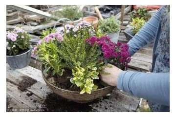 镉低积累药用植物盆栽及大田筛选试验
