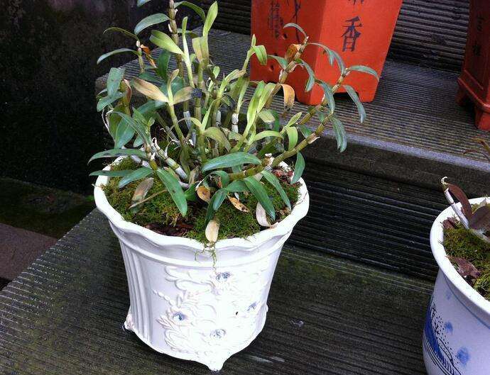 鼓槌石斛盆栽怎么生产的技术规范