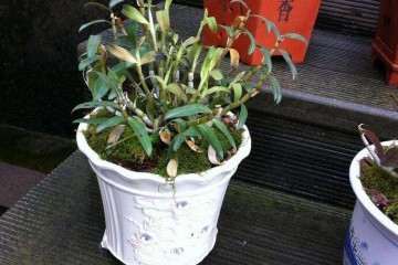 鼓槌石斛盆栽怎么生产的技术规范