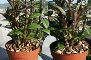 鼓槌石斛盆栽怎么无菌播种繁殖 图片